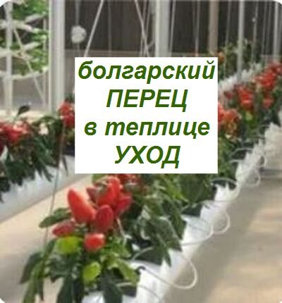 болгарский перец выращивание уход