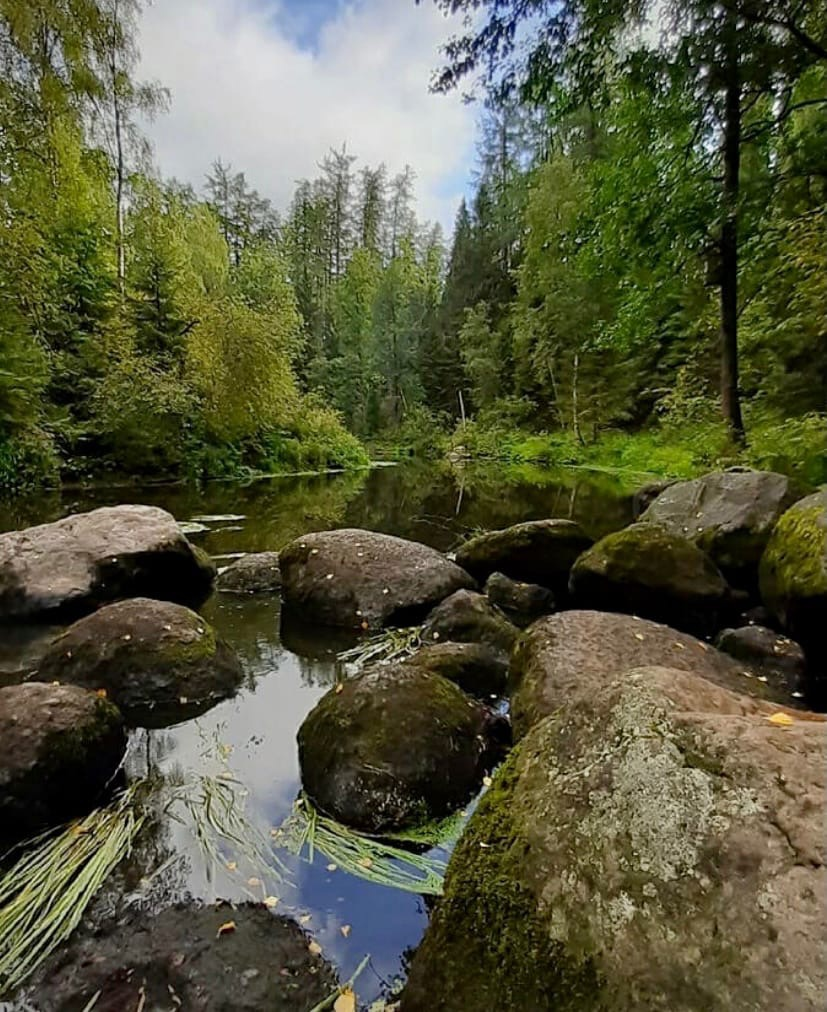 Линдуловский заказник. Линдуловская роща. Линдуловская Лиственная роща. Линдуловская роща СПБ.