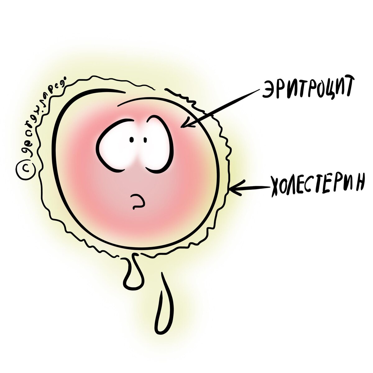 Эритроцит покрыт холестерином