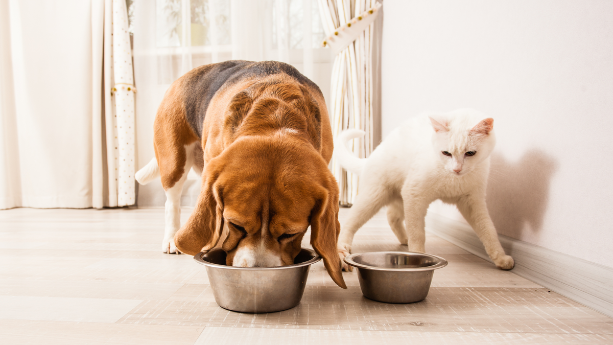Вы готовитесь завести щенка или котенка? Тогда перед Вами непременно встанет множество вопросов. Как кормить его на разных этапах взросления? Как часто и как рассчитать объем порции?
