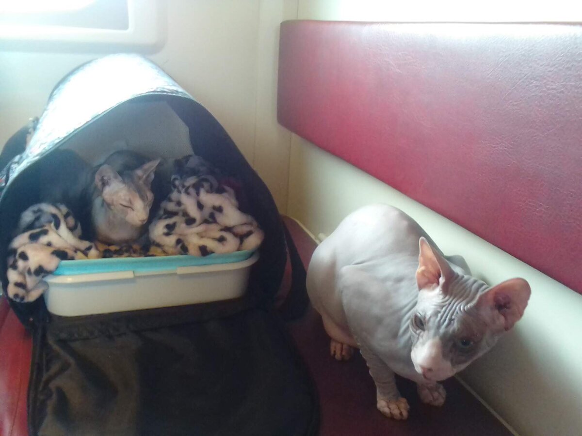 мои путешественники