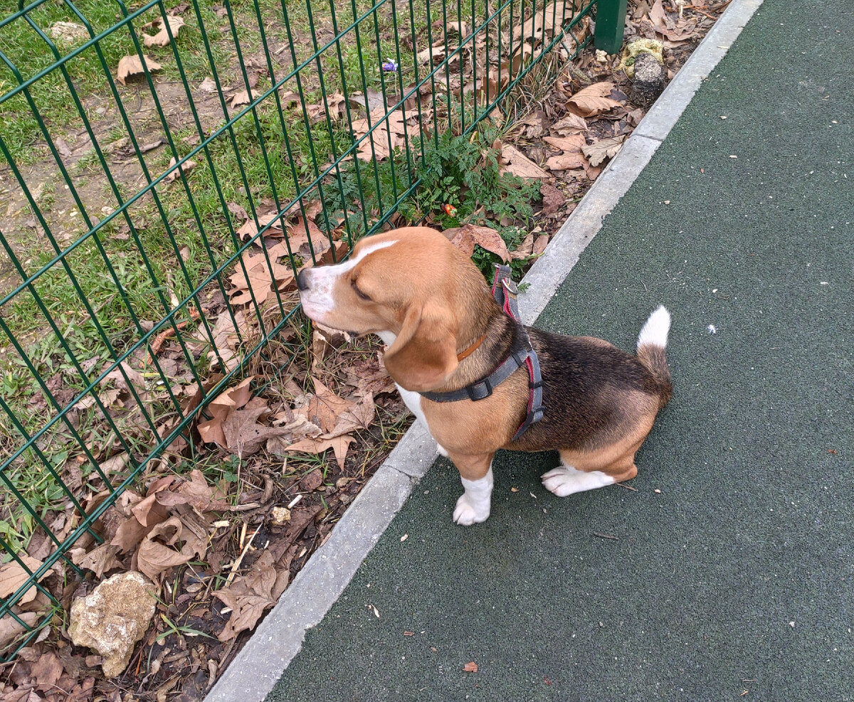 Наша красавица на прогулке.