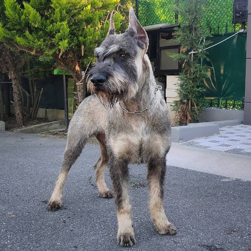 BAVAR ot Reginy, фотография собаки взята с ресурса "СССР - Современный Служебный Спортивный Ризеншнауцер" (https://riesenschnauzer.mybb.ru)