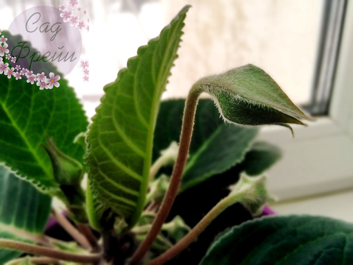 глоксинии проснулись в феврале что делать. глоксиния проснулась. глоксиния вновь проснулись в сентябре. клубни глоксинии просыпаются что делать. глоксиния прорастает.