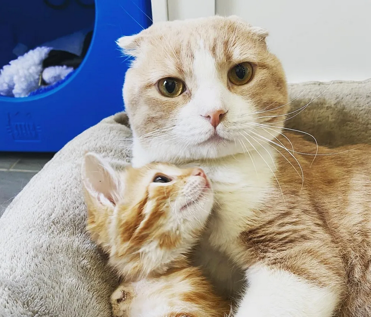 Help the cats. Help кошка.