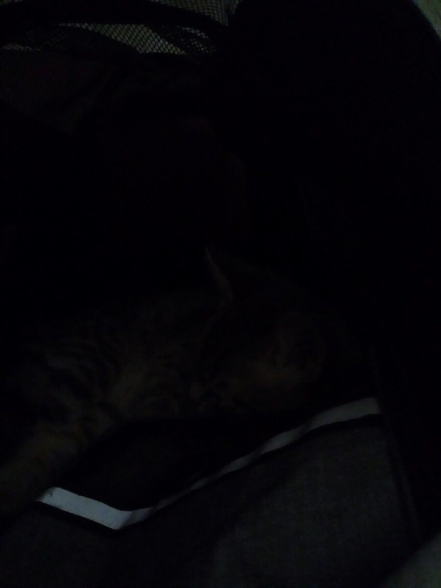 Ищу Филю, а он в переноске спит 😍🐈