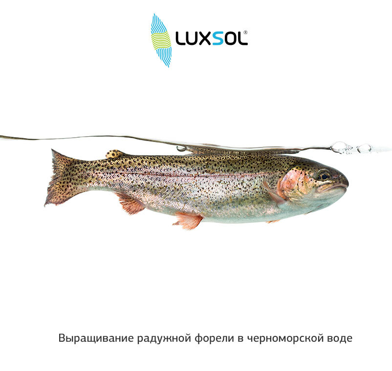 Выращивание радужной форели в черноморской воде