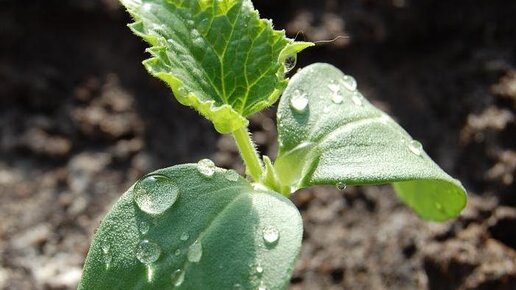 Вянет рассада. Рассада огурцов гибнет. Завявшая рассада огурцов. Что такое семядольные листочки у помидор. Рассада огурцов через 2 недели после всходов.