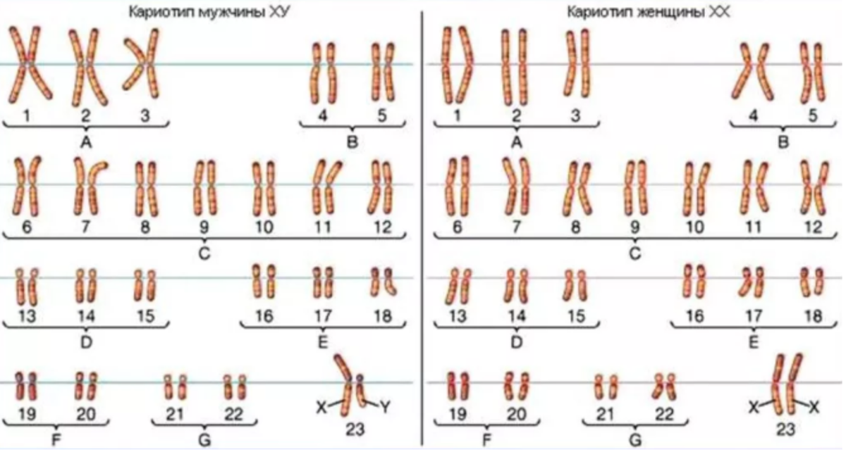 Мужские и женские хромосомы. Кариотип человека классификация хромосом человека. Классификация хромосом в кариотипе человека. Денверская классификация хромосом кариотип. Кариотип человека Денверская классификация хромосом.