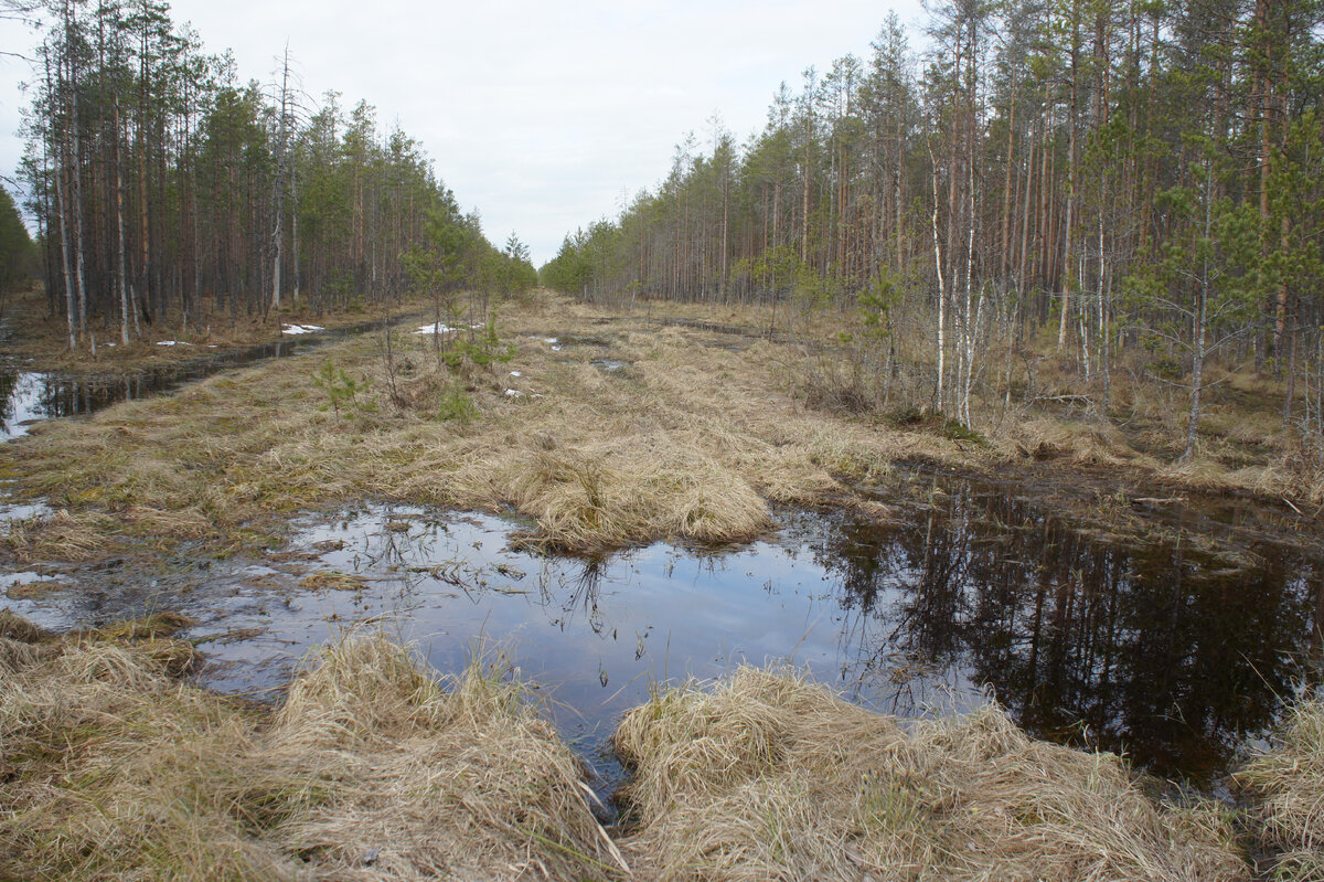 Таежный болотистые озера. Мрачный лес. Сказочные болота. Уходила лесами и болотами. Природа чаща, болото, лощина.