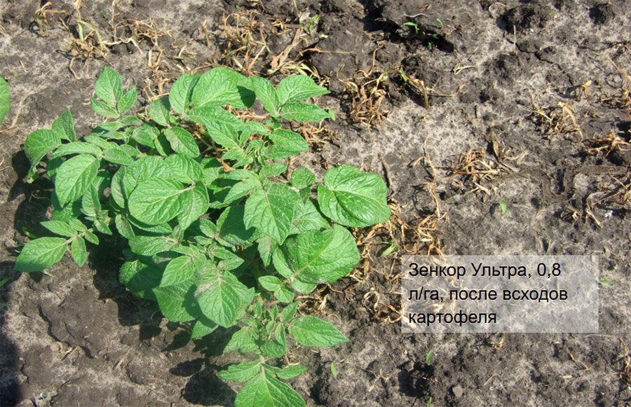 После всходов картофеля