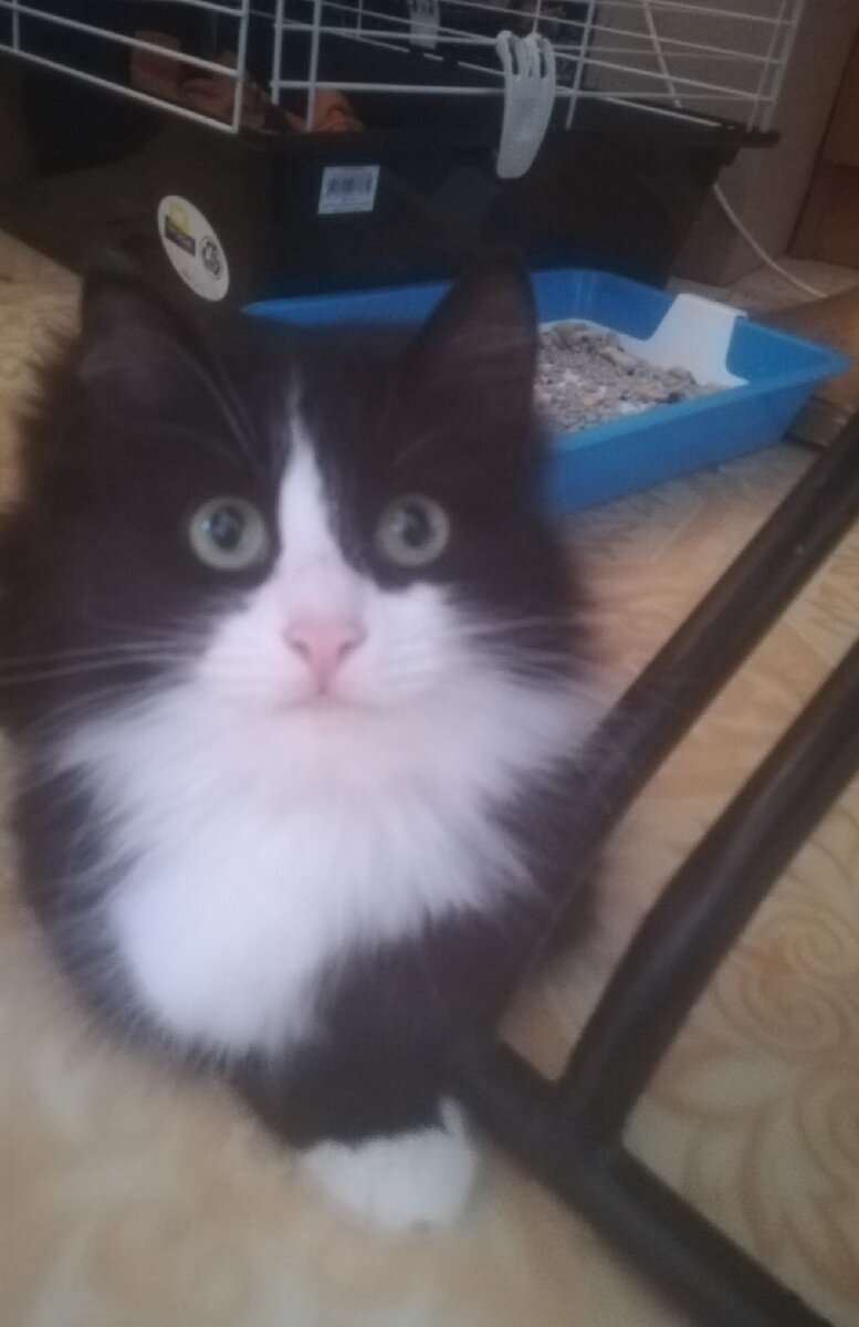 Киса ищет дом. Возможна отправка в ваш город, желательно ближе к Перми или Башкирии.