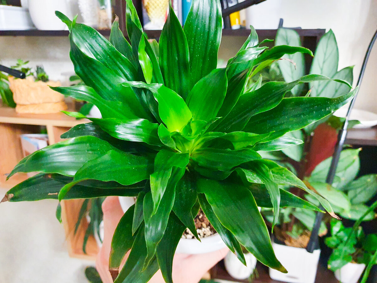 Медленно, но растёт - а что ещё надо?