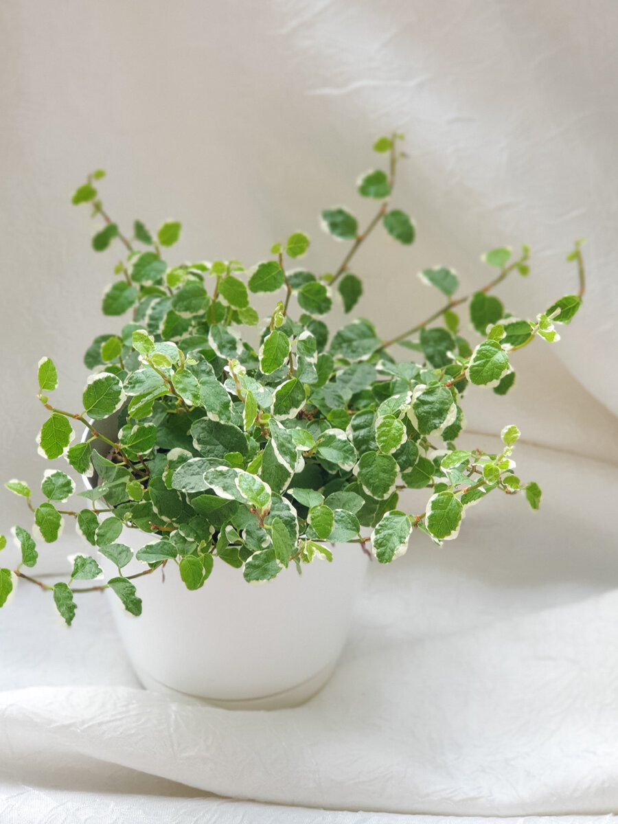 Фикус Пумила 