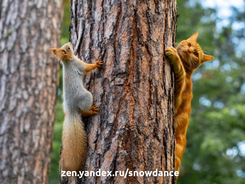 Кошка и белка взбираются на дерево