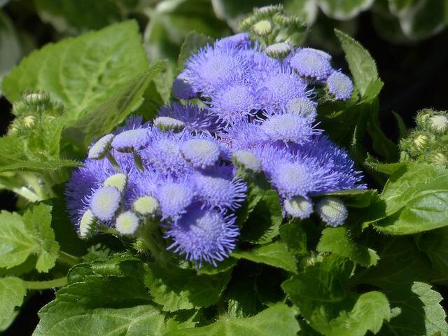 Агератум / Ageratum