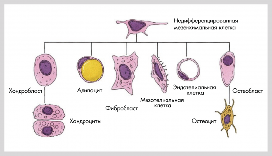 Изменение качественного и количественного состава клеточных дифферонов