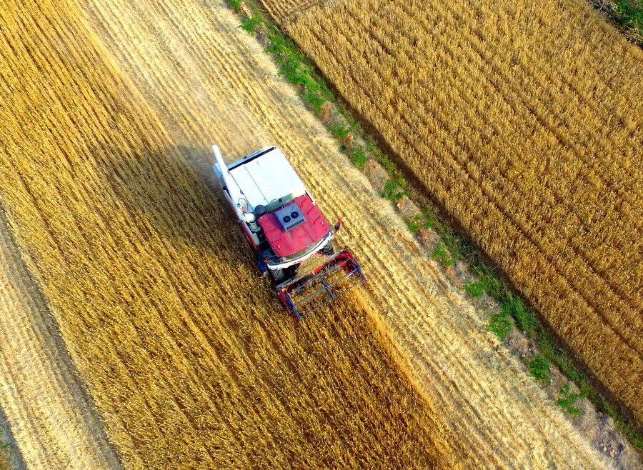 Аэрофотоснимок, сделанный 24 мая 2022 года, показывает фермеров, убирающих пшеницу на полях в деревне Сяпо Линьи, восточно-китайской провинции Шаньдун. (Фото: У Цзицюань/Синьхуа)