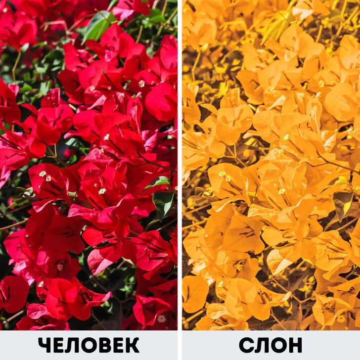 Как животные видят мир