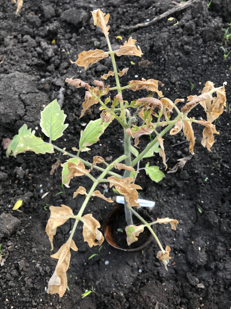 И вот таких 10 штук