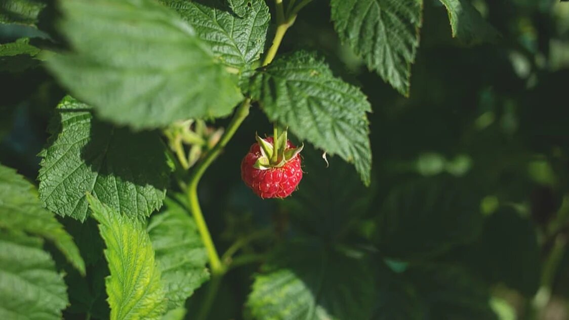 Ягоды являются любимым натуральным лакомством для взрослых и детей. Фото: Pxfuel.com
