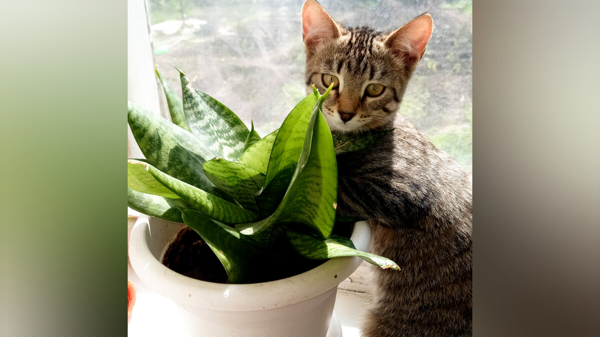 Злостная нарушительница правопорядка