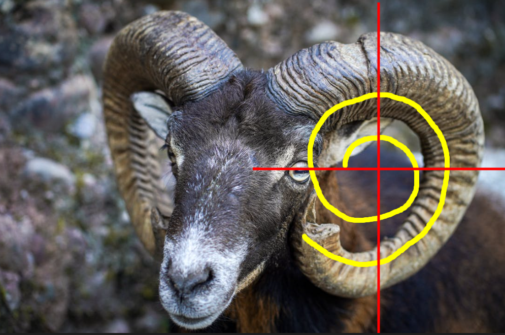 Логарифмические рога барашка