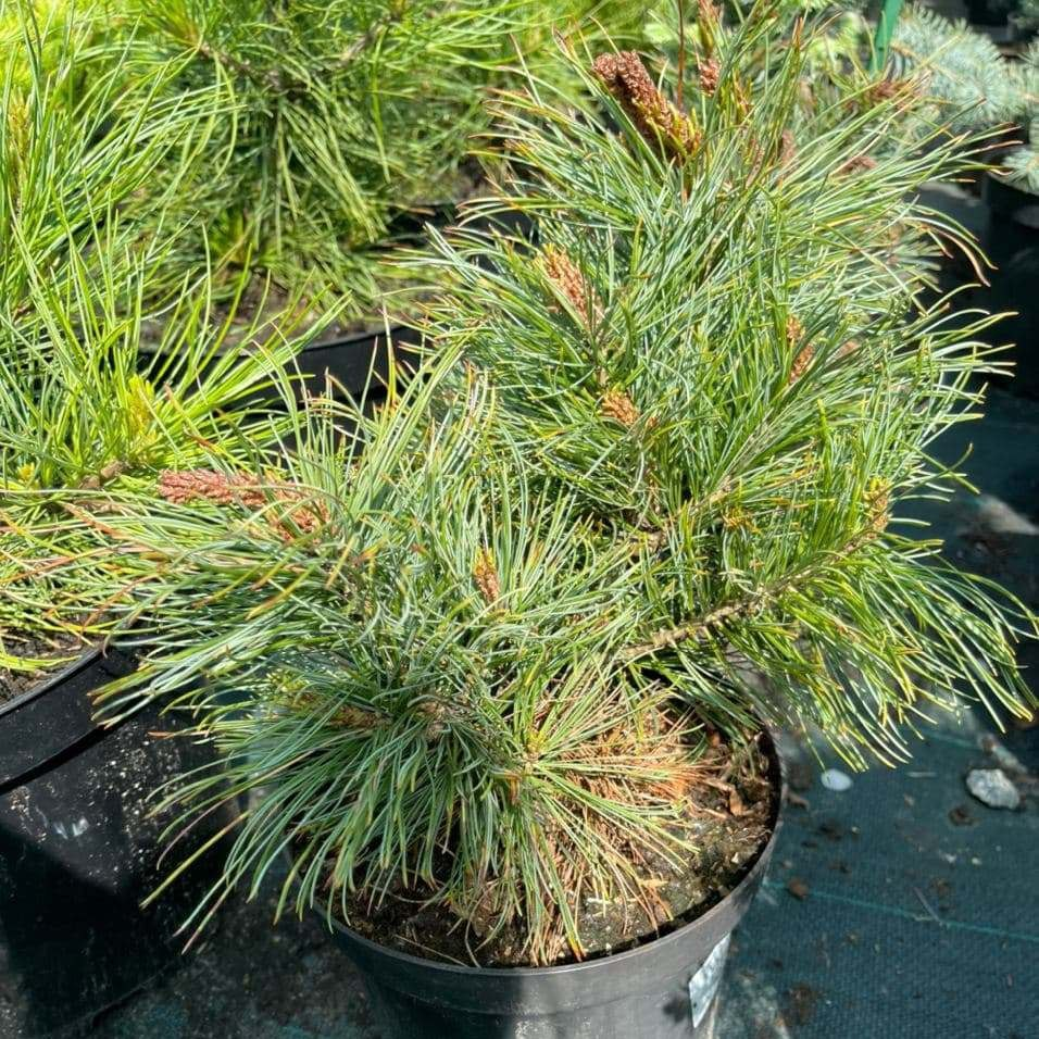  Сосна кедровый стланник Chlorocarpa
