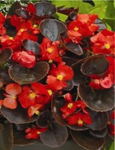 как вырастить вечноцветущую бегонию