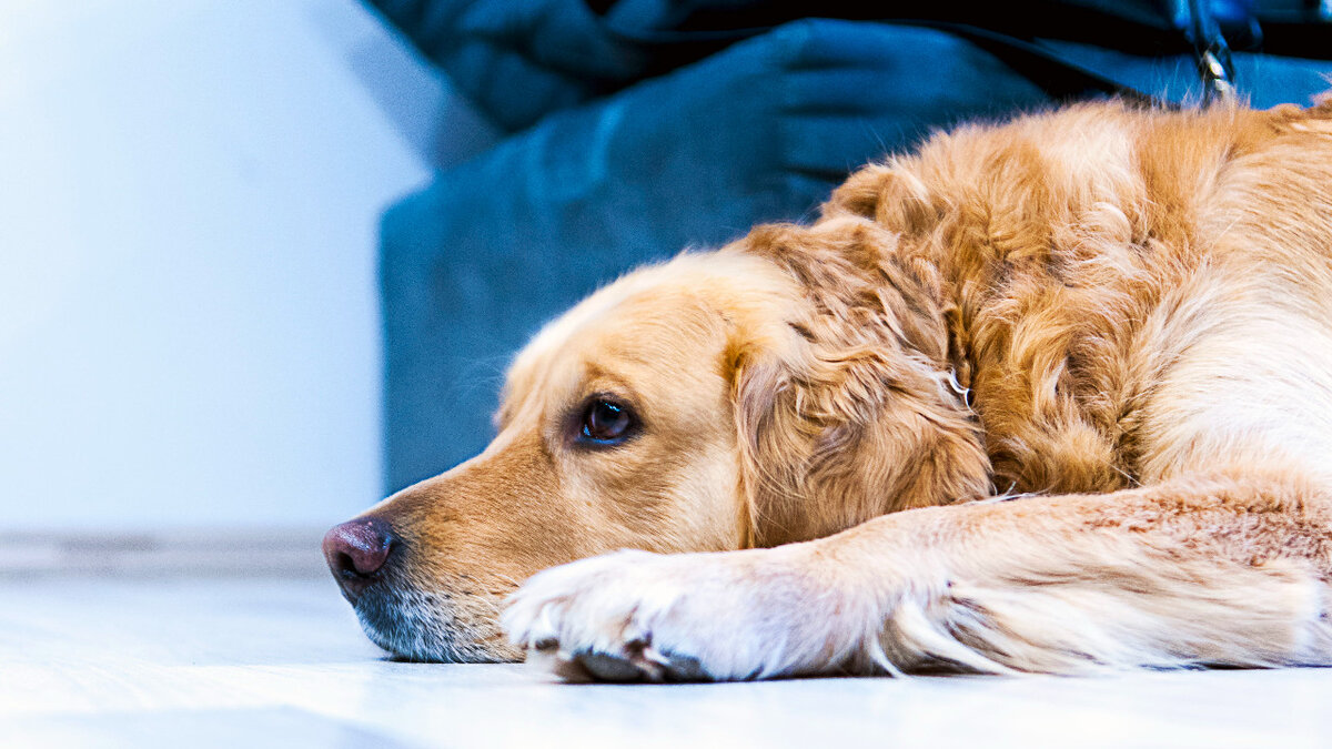 Собаки могут кашлять и задыхаться по разным причинам. Владельцу бывает трудно определить, является ли кашель временным или представляет собой определенную проблему со здоровьем.-2