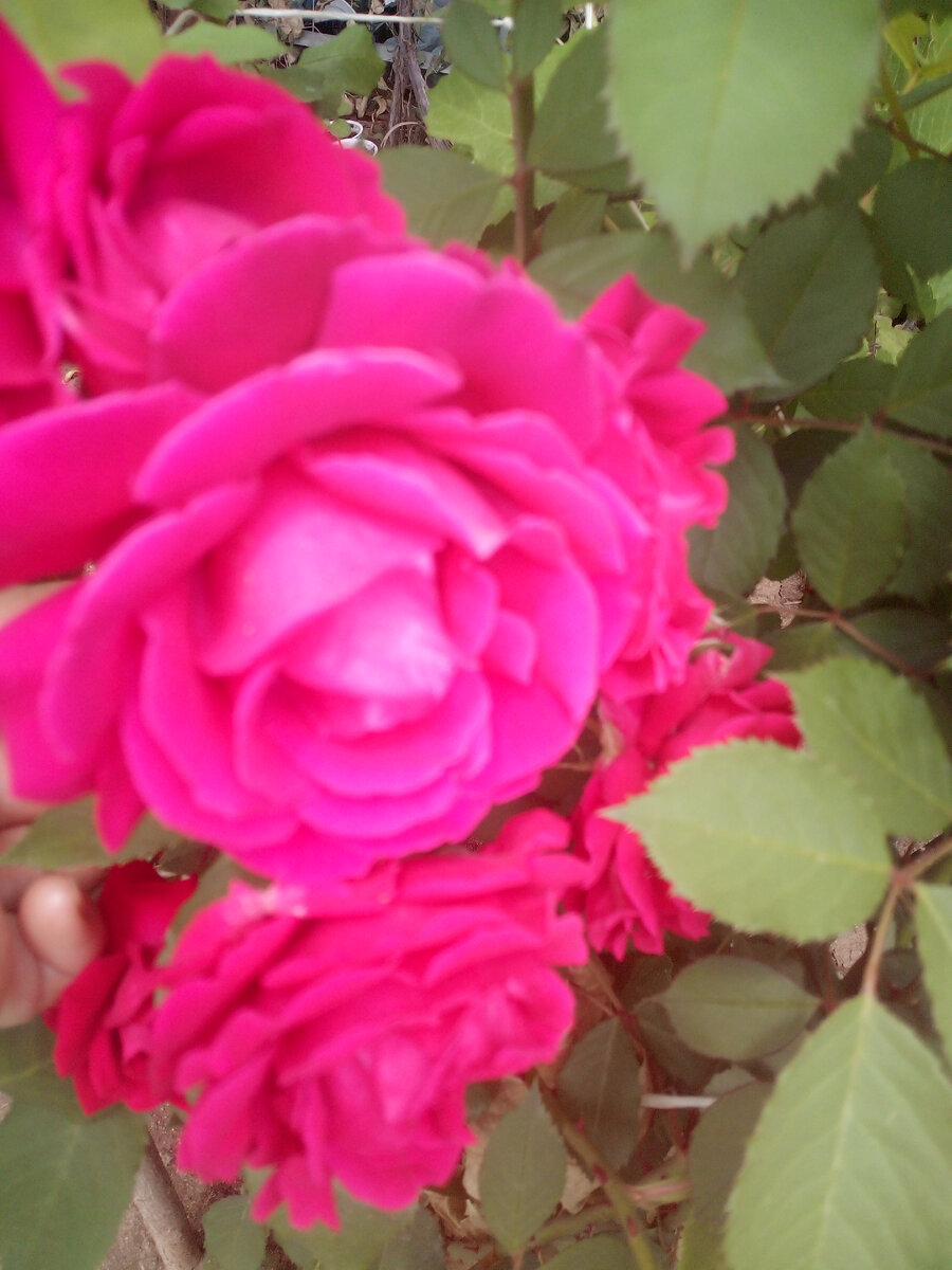 Роза кустовая