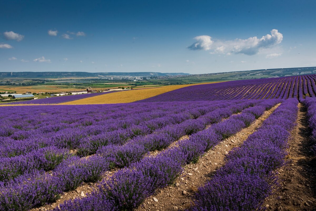 Село Тургеневка Крым Лавандовые поля