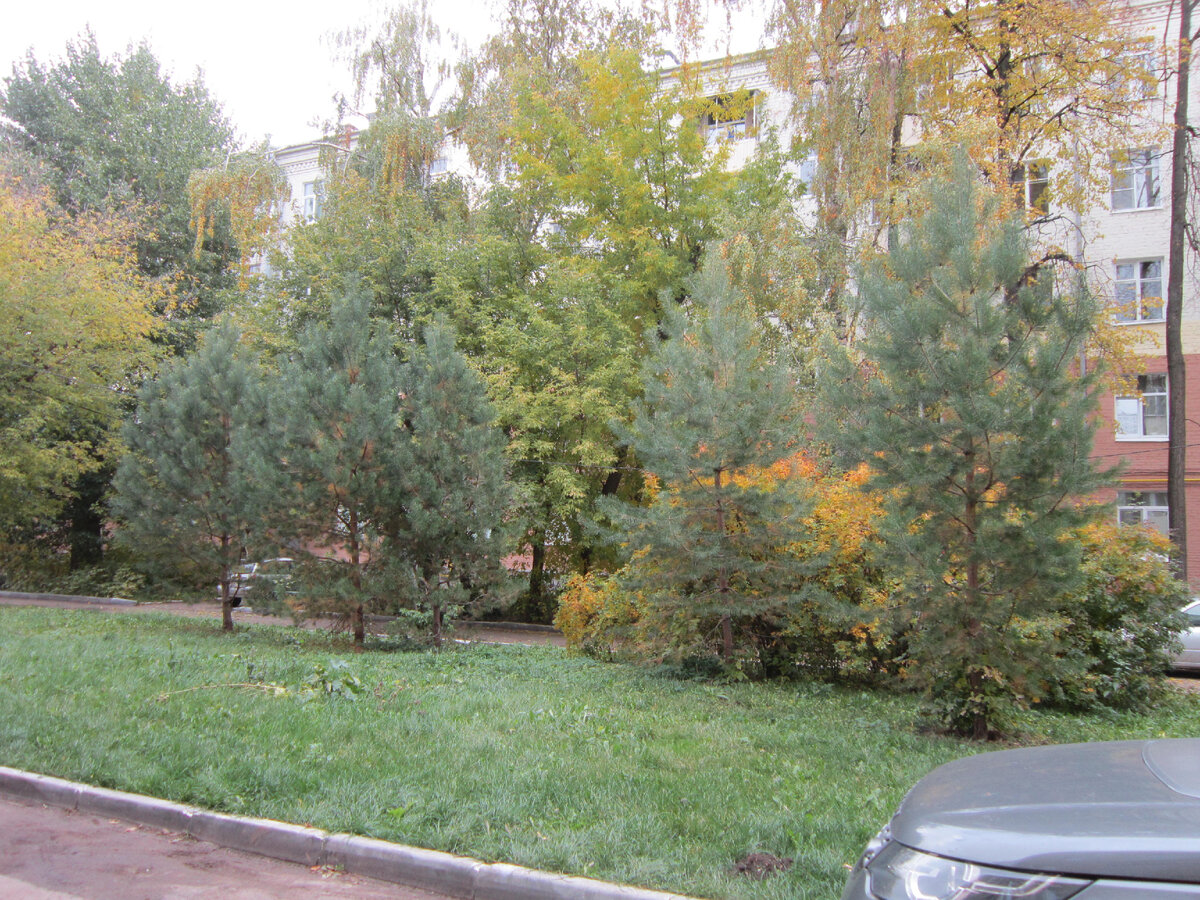 Наши городские сосны через 10 лет после посадки 