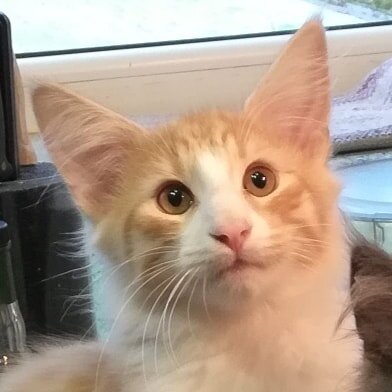 Маленький Бесики