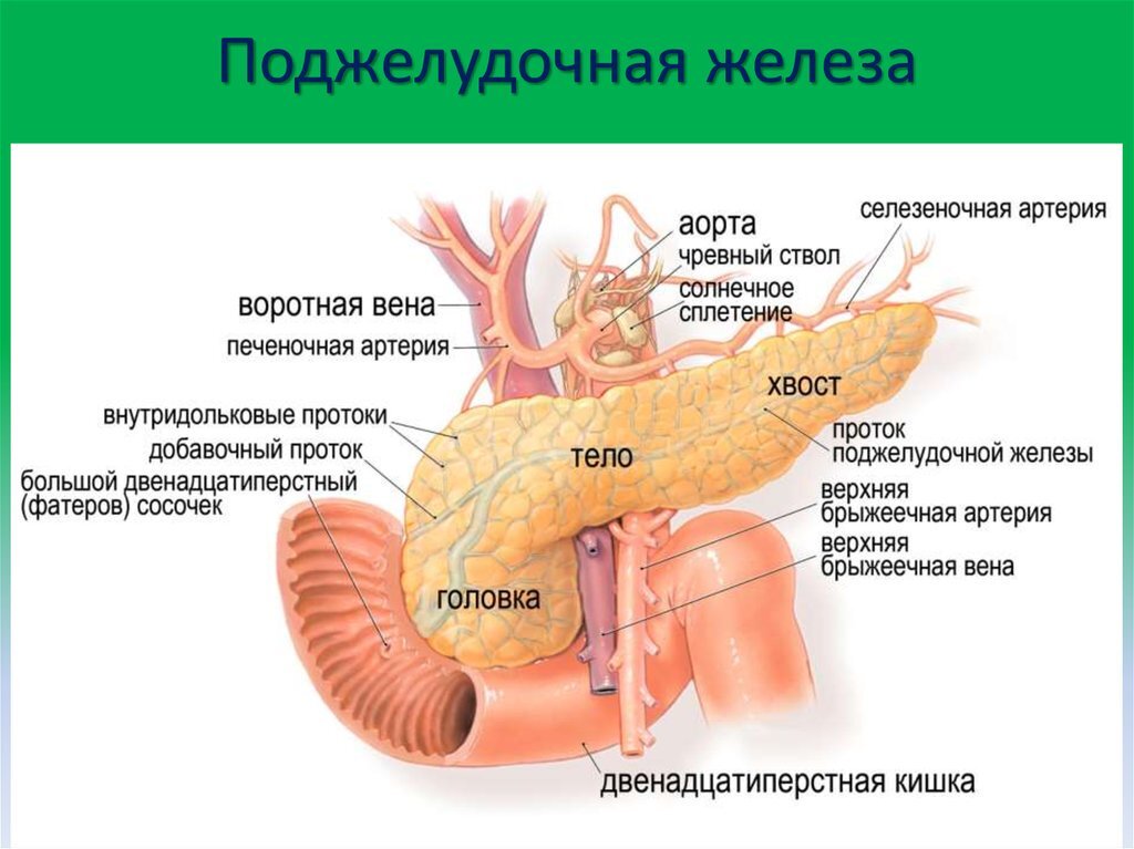фото источник el-klinika.ru