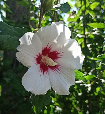 Неведомый красивый Ейский цветочек