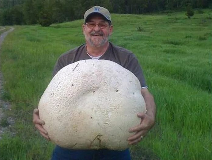 Ontario man finds 15.4lb puffball mushroom but HATES the taste Puffball mushroom