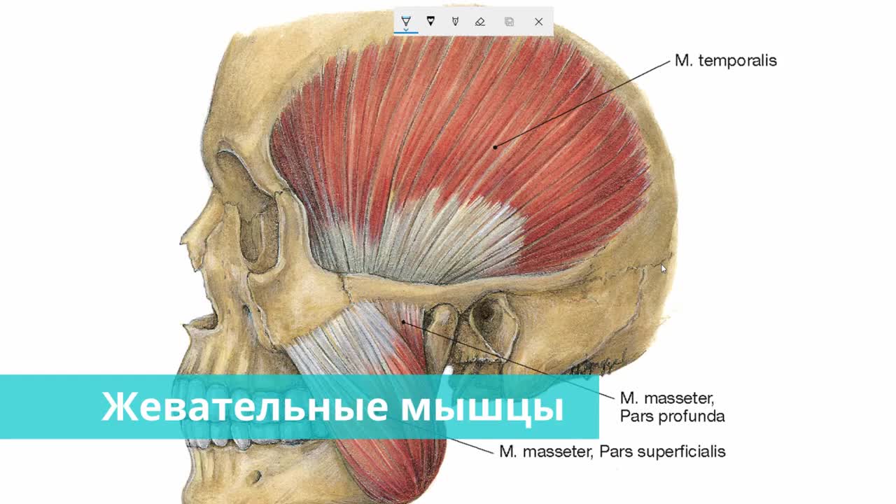 Жевательные мышцы шеи анатомия