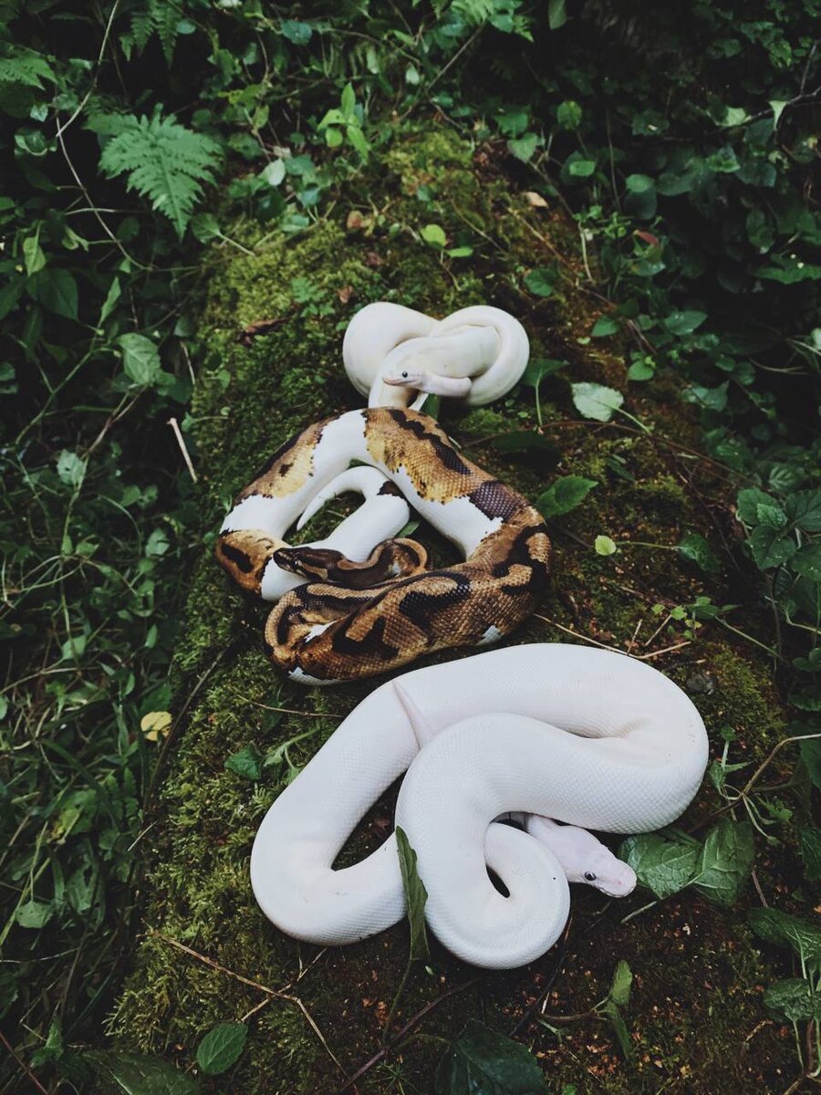 Полюбил змею. Кобра укус королевской кобры. Королевская кобра спаривание. Цитаты о змеях. Королевская змея тэйера.