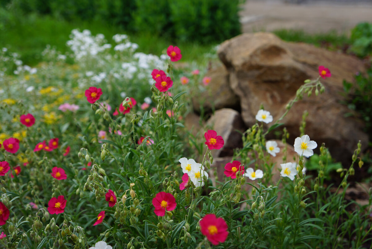 Солнцецвет на горке 2 июня 