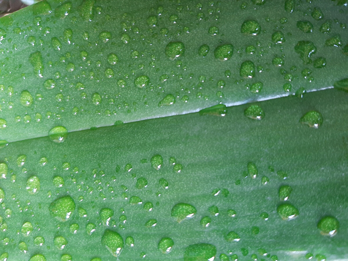 Лист орхидеи после душа