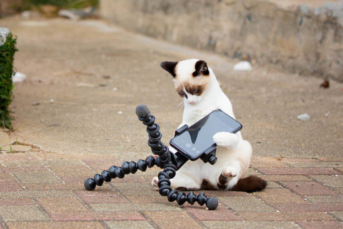 Â© Kenichi Morinaga / Animal Friends Comedy Pets