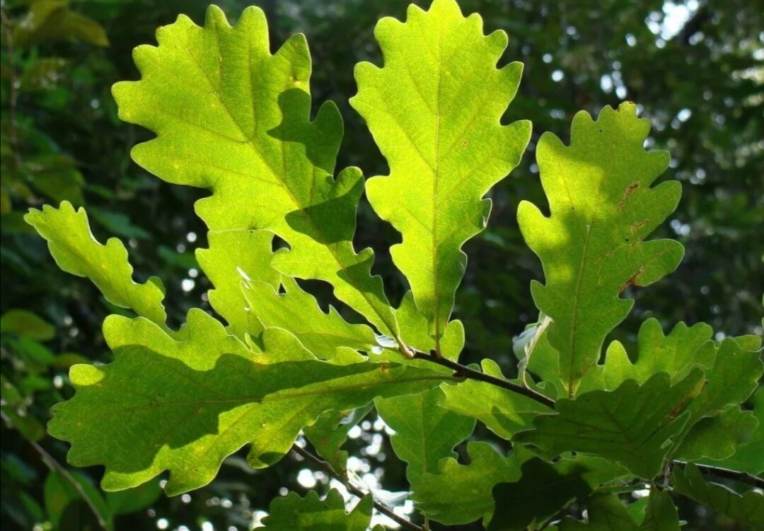 Дуб дерево листья