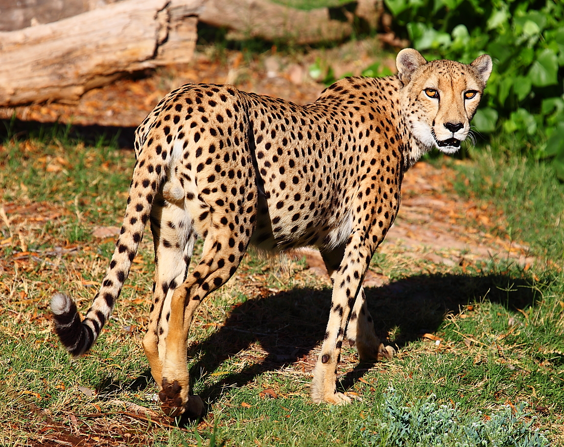 Быстрые животные. Южноафриканский гепард. Среднеазиатский гепард. Cheetah (гепард). Северо Западный Африканский гепард