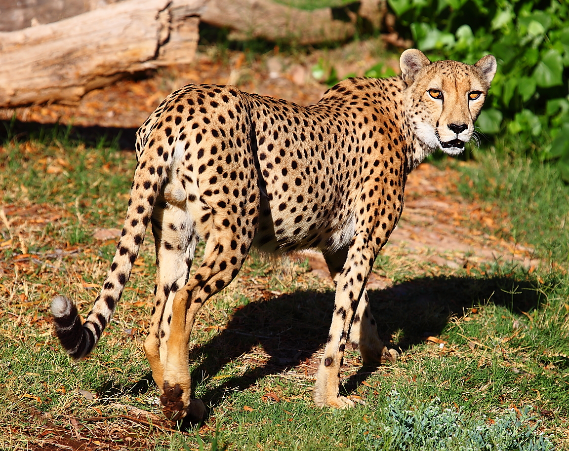 Самого зверя. Южноафриканский гепард. Среднеазиатский гепард. Cheetah (гепард). Северо Западный Африканский гепард.