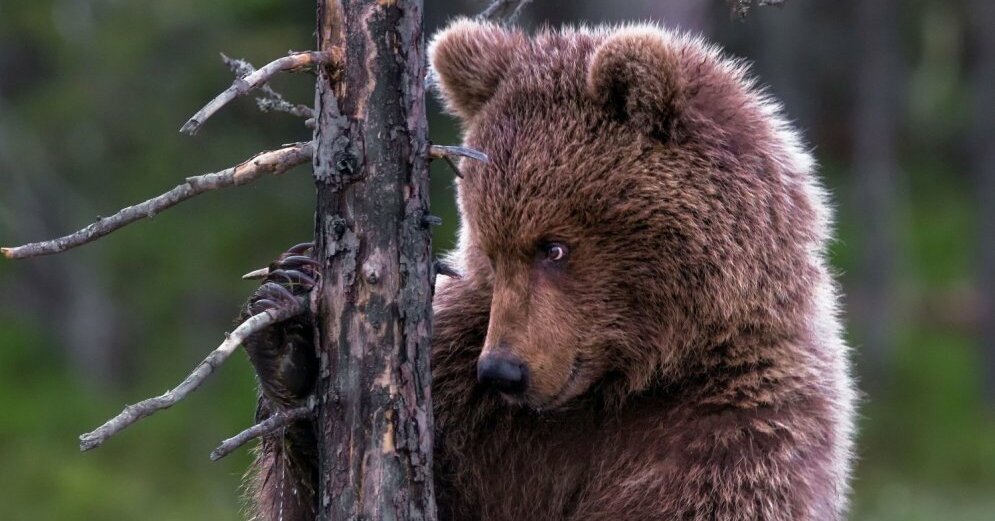 Медвежьи уши у медведя. Цвет медвежьего ушка. Уши медведя фото для детей.