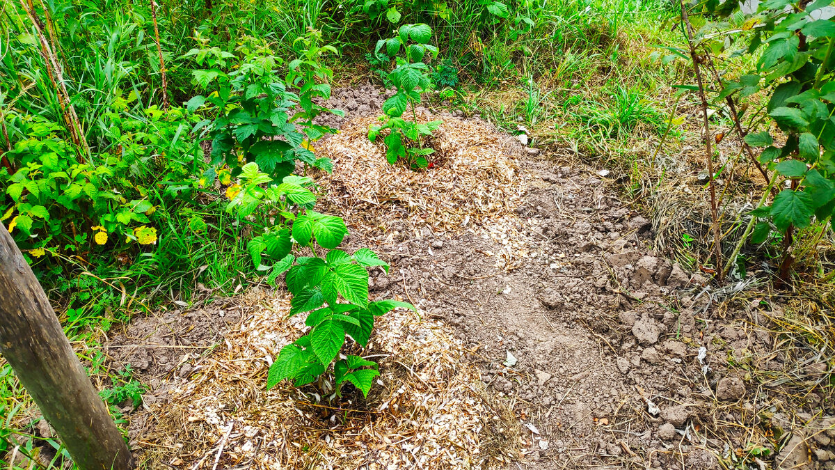 Так что не дождусь я в этом году свежей малинки. Фото автора