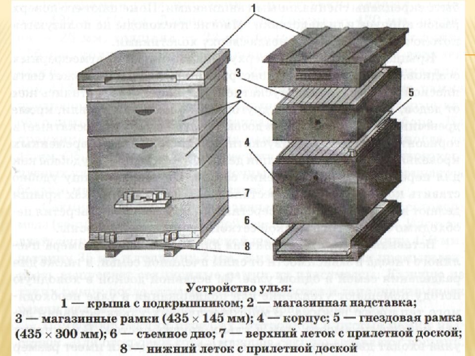 Улей прокоповича чертежи