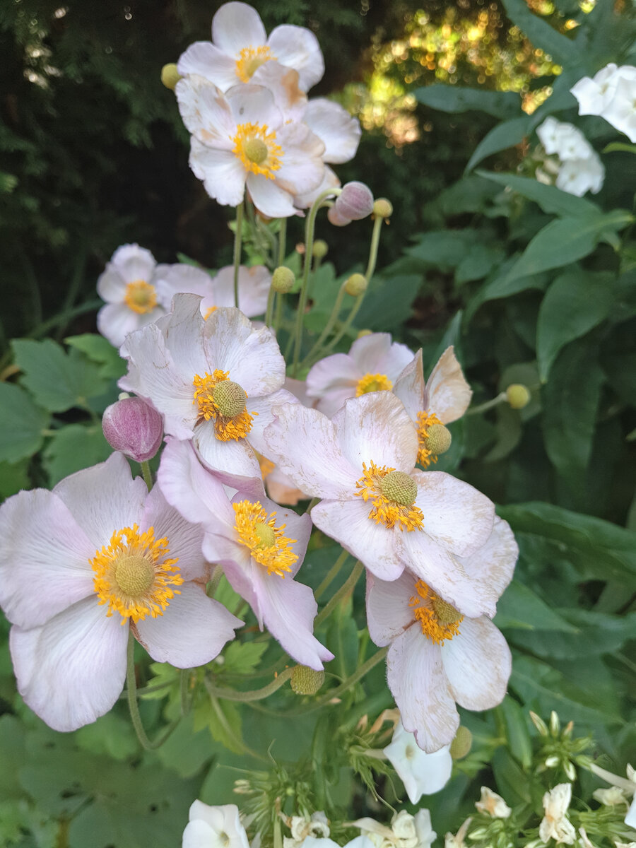 Видовая анемона из Ботанического сада МГУ