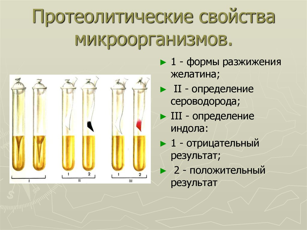 Свойства бактерий